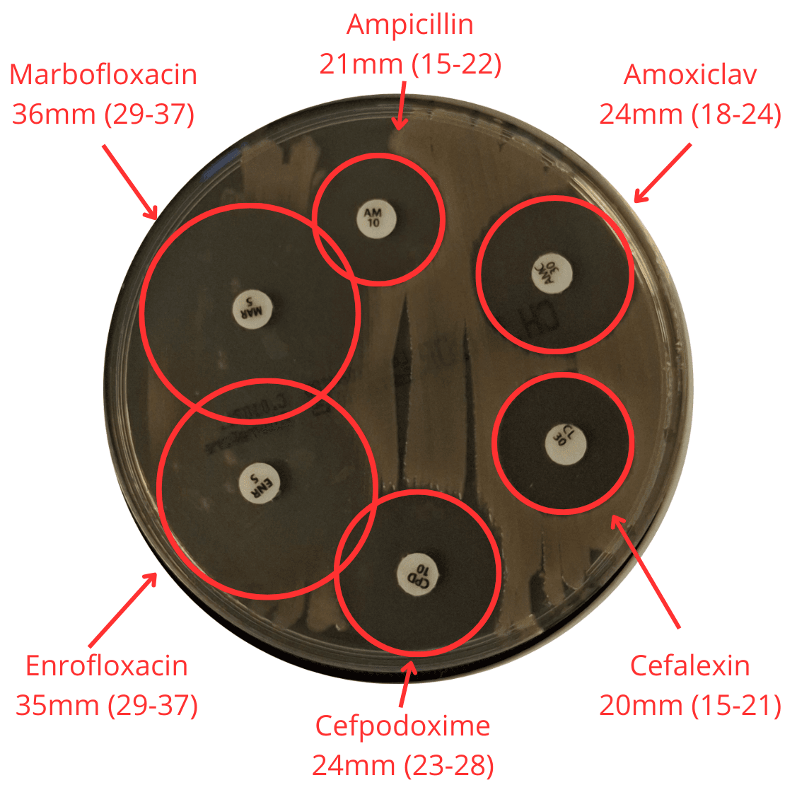 Quality control testing using a reference E. coli strain, showing measured inhibition zones and comparison with accepted QC ranges