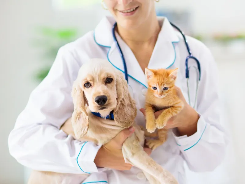 Veterinary professional examining a pet