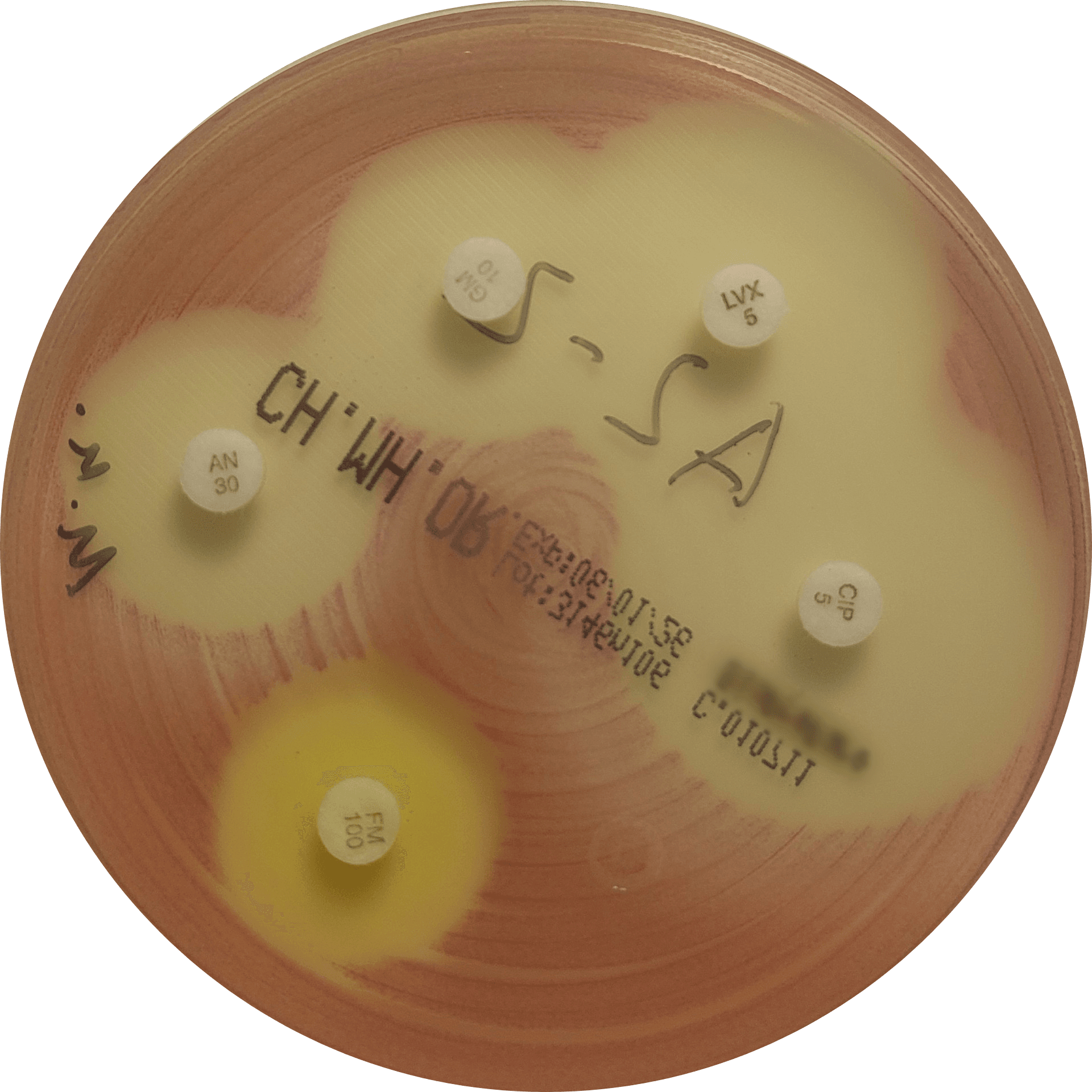 E. coli on VetBac agar
