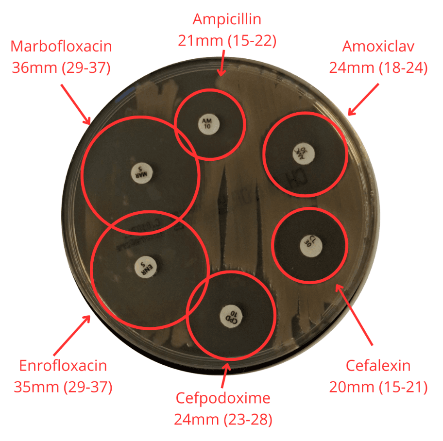 Measurement of inhibition zone diameters during quality control testing