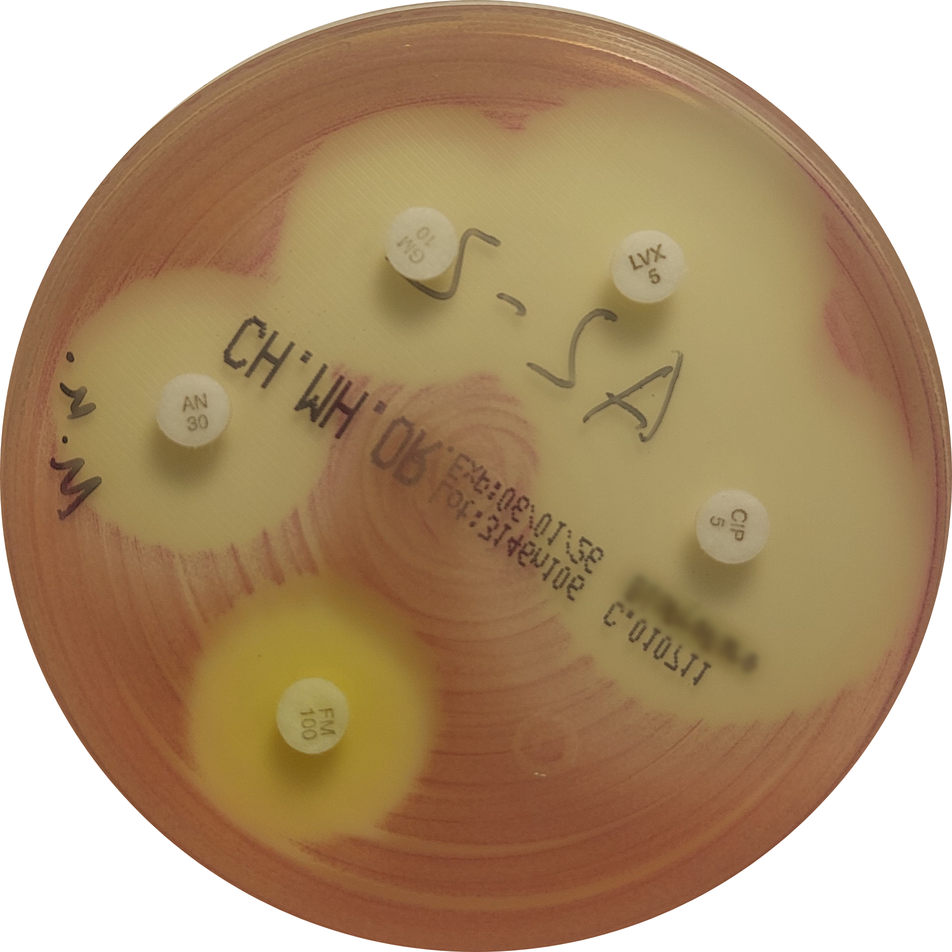 E. coli on VetBac agar