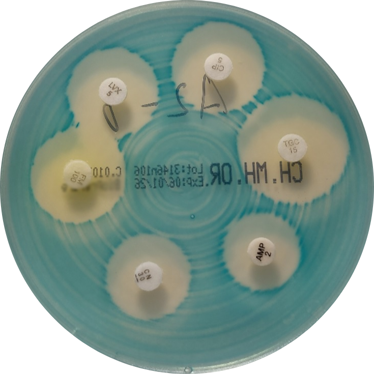 E. faecalis on VetBac agar