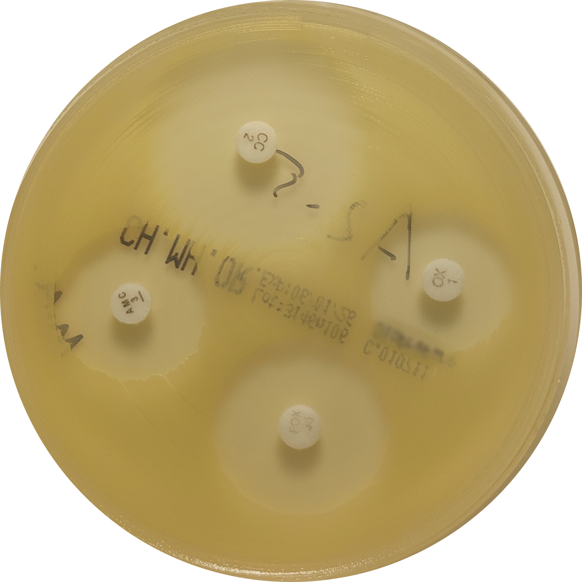 S. aureus on VetBac agar