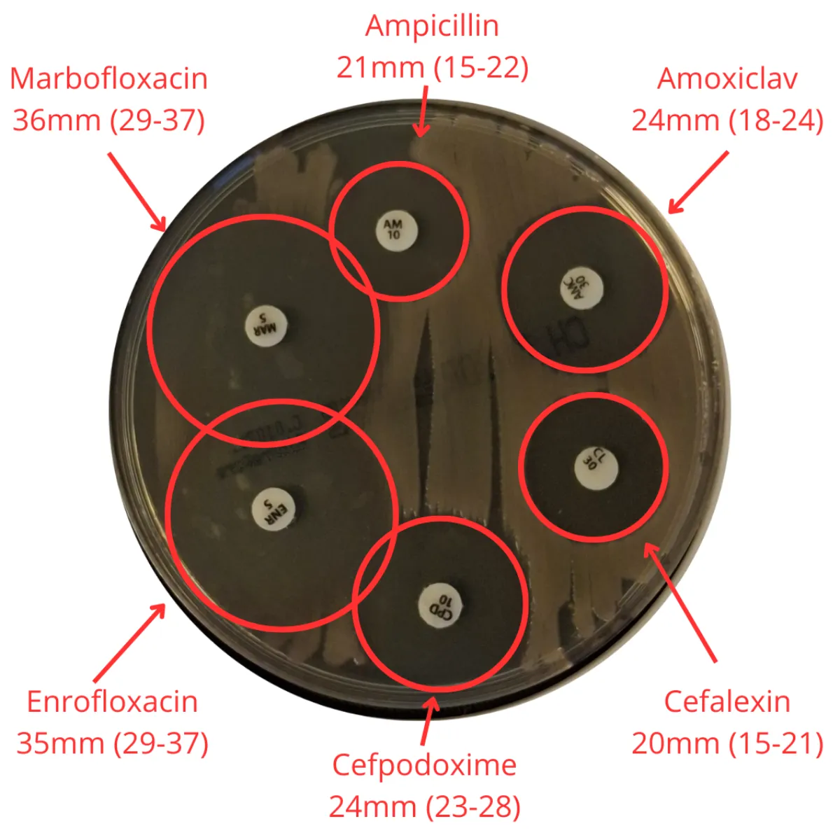 Quality control testing using a reference E. coli strain, showing measured inhibition zones and comparison with accepted QC ranges